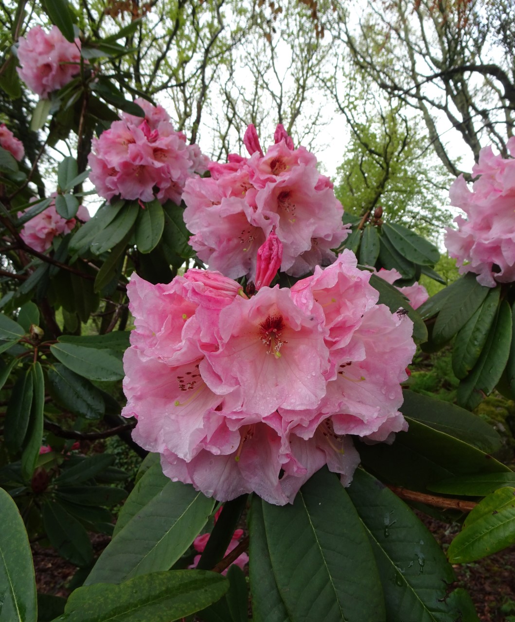 'Charlotte de Rothschild'